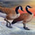 Canada Geese