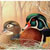 Wood Ducks